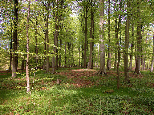 3: Køkkenmøddingen i Meilgård Nederskov set fra skovvejen.